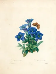 Genciana Stemless, de &39;Escolhendo as mais belas flores e frutas mais bonitas&39;, vol. II, 1827-33