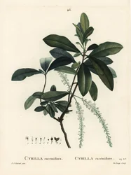 Cyrilla do pântano, Cyrilla racemiflora. Gravura de agulha colorida de De Gouy após ilustração de Pierre-Joseph Redoute, de Henri Louis Duhamel du Moncel