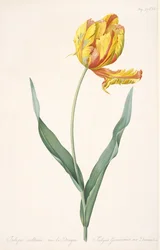 Tulipa Gesneriana var. Tulipa Papagaio Dracontia, 1816