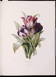 Tulipas, de "Uma série fina de buquês de flores"