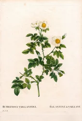 Rosa rubiginosa de Vaillant, Rosa rubiginosa, L