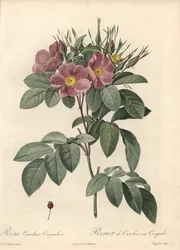 Virginia rose, flores escuras - Eau forte de Langlois, baseada numa ilustração de Pierre Joseph Redoute (1759-1840), de Les Roses