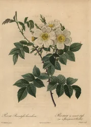 Rosa stylosa branca, Rosa
