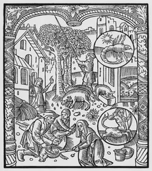 Novembro, matando o porco e colhendo bolotas, Escorpião, ilustração do &39;Almanach des Bergers&39;, 1491 (xylograph)