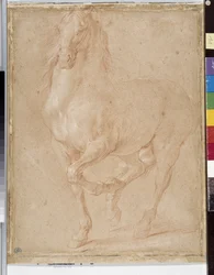 Estudo do cavalo (sangüíneo)