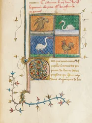 Página de "Propriedades das coisas" por Bartholomew o inglês na tradução francesa de Jean Corbechon, c.1390