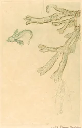 Algas Marinhas (fuzileiros navais de Algues)
