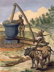 Um moinho de óleo trabalhado por um par de bois, gravado por Poisson, de &39;Voyages aux Indes et a la Chine&39;