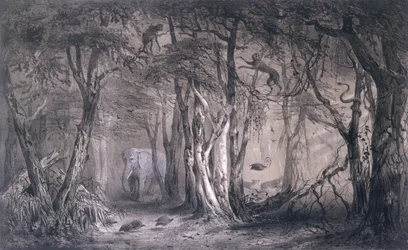 Floresta Virgem à Beira do Nilo Azul, de Voyages au Soudan Oriental et dans l&39;Afrique Septentrionale de Pierre Tremaux (1818-95) gravada por Tirpenne e J. Gaildrau, 1852