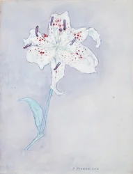 Lily, c.1920-25 (aquarela sobre papel)
