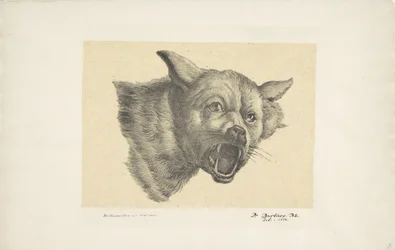 Cabeça de um lobo ou cachorro