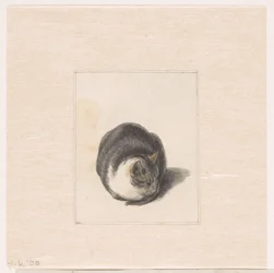 Gato sentado, visto de frente