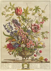 Fevereiro, de «Doze meses de flores», de Robert Furber (c. 1674-1756), gravado por Henry Fletcher