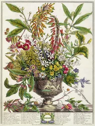Janeiro, de "Doze Meses de Flores", de Robert Furber (c.1674-1756) gravado por Henry Fletcher (gravura a cores)