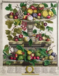 Junho, de «Doze meses de frutos», de Robert Furber (c. 1674-1756), gravado por Henry Fletcher, 1732