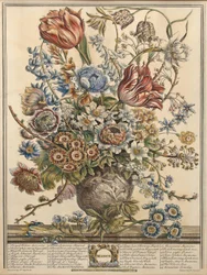 Março, de &39;Doze Meses de Flores&39; de Robert Furber (c.1674-1756) gravado por Henry Fletcher (gravura a cores)