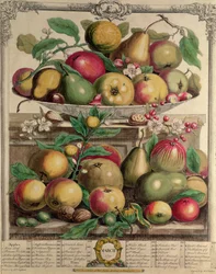 Março, de &39;Doze Meses de Frutos&39;, de Robert Furber (c.1674-1756) gravado por Henry Fletcher, 1732 (gravado a cores)