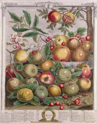 Maio, de &39;Doze Meses de Frutos&39;, de Robert Furber (c.1674-1756) gravado por Henry Fletcher, 1732 (gravado a cores)