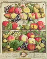 Setembro, de &39;Doze Meses de Frutos&39;, de Robert Furber (c.1674-1756) gravado por Henry Fletcher, 1732 (gravura colorida)