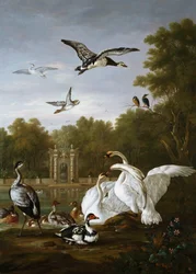 Cisnes, patos e outros pássaros em um parque