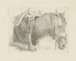 Estudo da cabeça de um cavalo