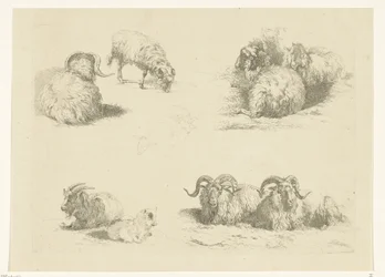 Quatro espectáculos com ovelhas e cabras
Ovinos e caprinos (título da série)