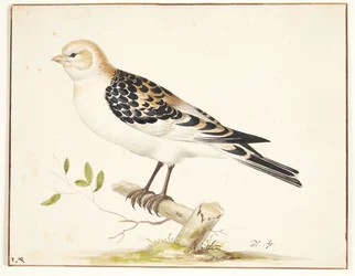 Em snespurv (Plectrophenax nivalis)