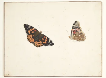 Dois estudos de um cardo (vanessa cardui l.)