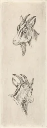 Bokkenkop