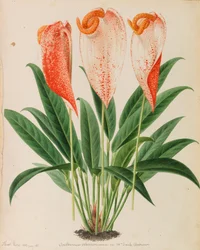 Originais de publicações de horticultura e arboricultura, 1878-1881.