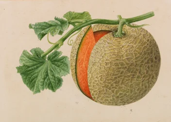 Originais de publicações de horticultura e arboricultura, 1878-1881.