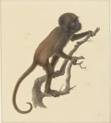 macaco