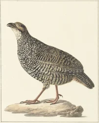 Francolin chinês (Excalfactoria chinensis)
