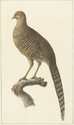 Faisão de ouro, galinha
