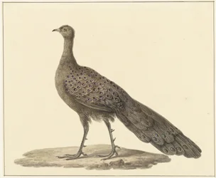 Pavão espelho