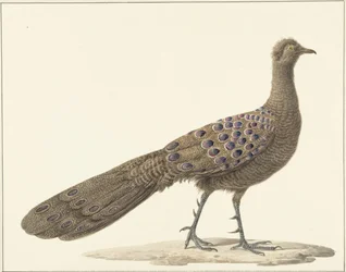 Pavão-espelho