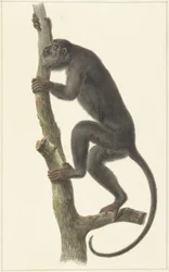 Macaco-uivador-preto (Paraguai)