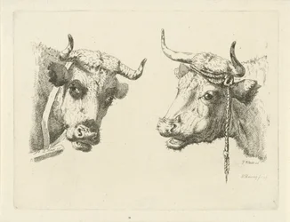 Duas cabeças de vaca