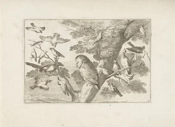 Coruja e outras aves na árvore
Várias aves (título da série)
Diversarum avium perfectissimae figurae (...) (título da série)