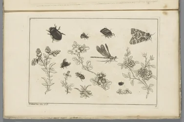 Ramos de flores com insectos
Flores e insectos chineses (título da série)