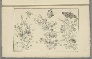 Três ramos de flores e três borboletas
Flores e insectos chineses (título da série)