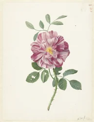 Rosa gaulesa (Rosa gallica L. 