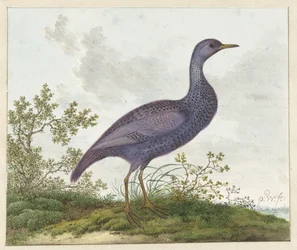Spotted Crake (Porzana porzana) ?