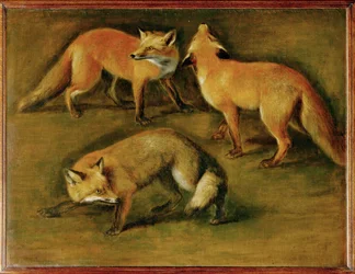Uma raposa (pintura sobre tela)