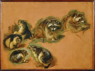 Marmotas e guaxinins (pintura sobre tela)