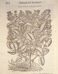 Manjericão (ocymum basilicum), gravura de Pier Andrea Mattioli