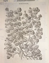 Arbusto de Capper (Capparis spinosa), gravura de Pier Andrea Mattioli