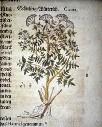 Cicuta - Em "Herbarium Mattioli".