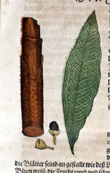 Cinamoma. Gravura - em "Kreutterbuch Dess Hochgelehrten unnd weitberuhmten Herrn D. Petri Andreae Matthioli" de Pietro Andrea Mattioli (Matthiole) (1500-1577). Frankfurt