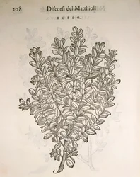 Caixa Comum ou Boxwood (Buxus sempervirens), gravura de Pier Andrea Mattioli
